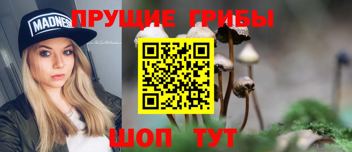 Галлюциногенные грибы Cubensis Осинники